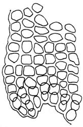 Lindbergia maritima, basal laminal cells at margin. From Lewinsky (1977).
 Image: R.C. Wagstaff © Landcare Research 2018 